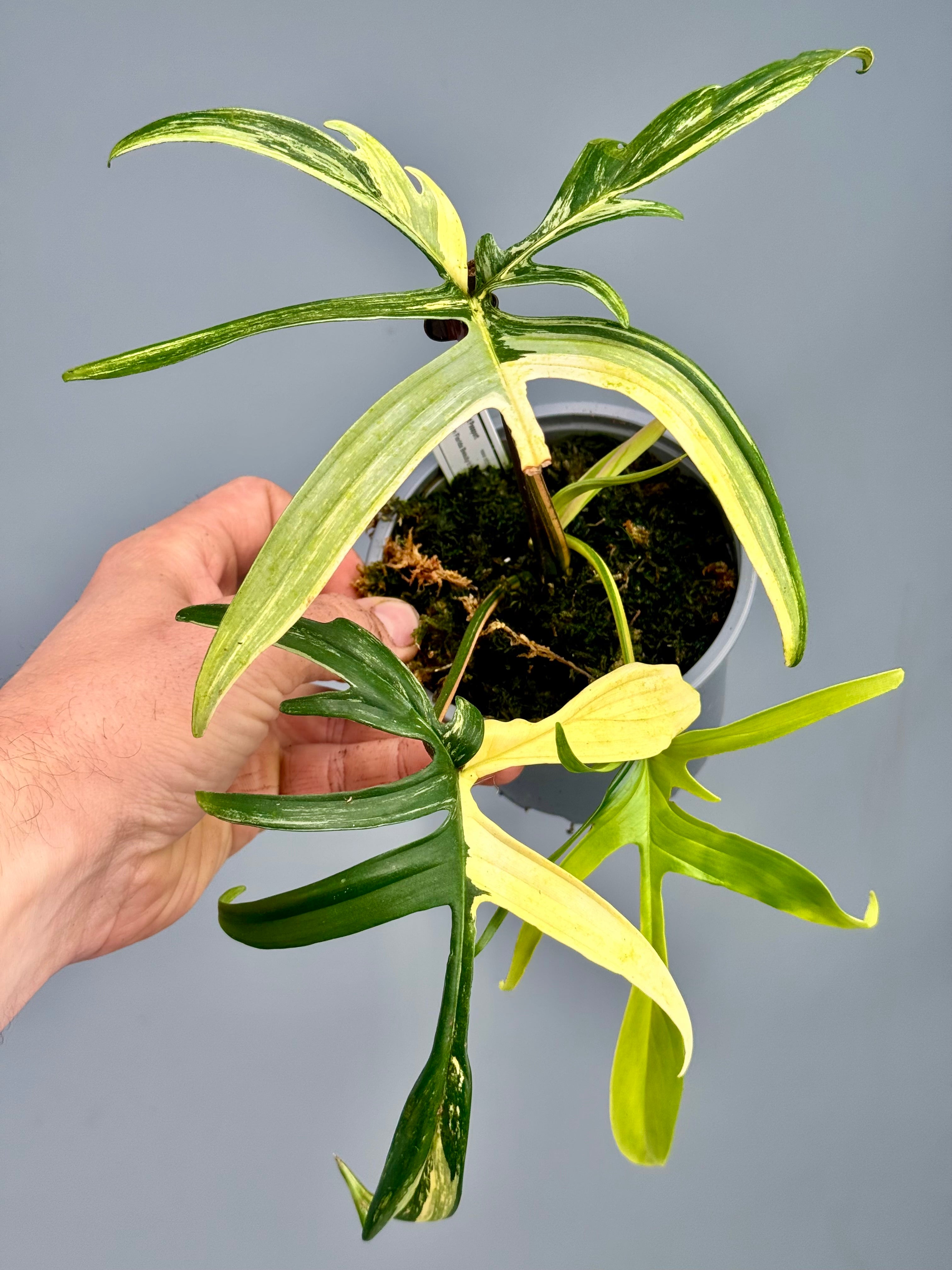 Philodendron Florida Beauty x polypodioides