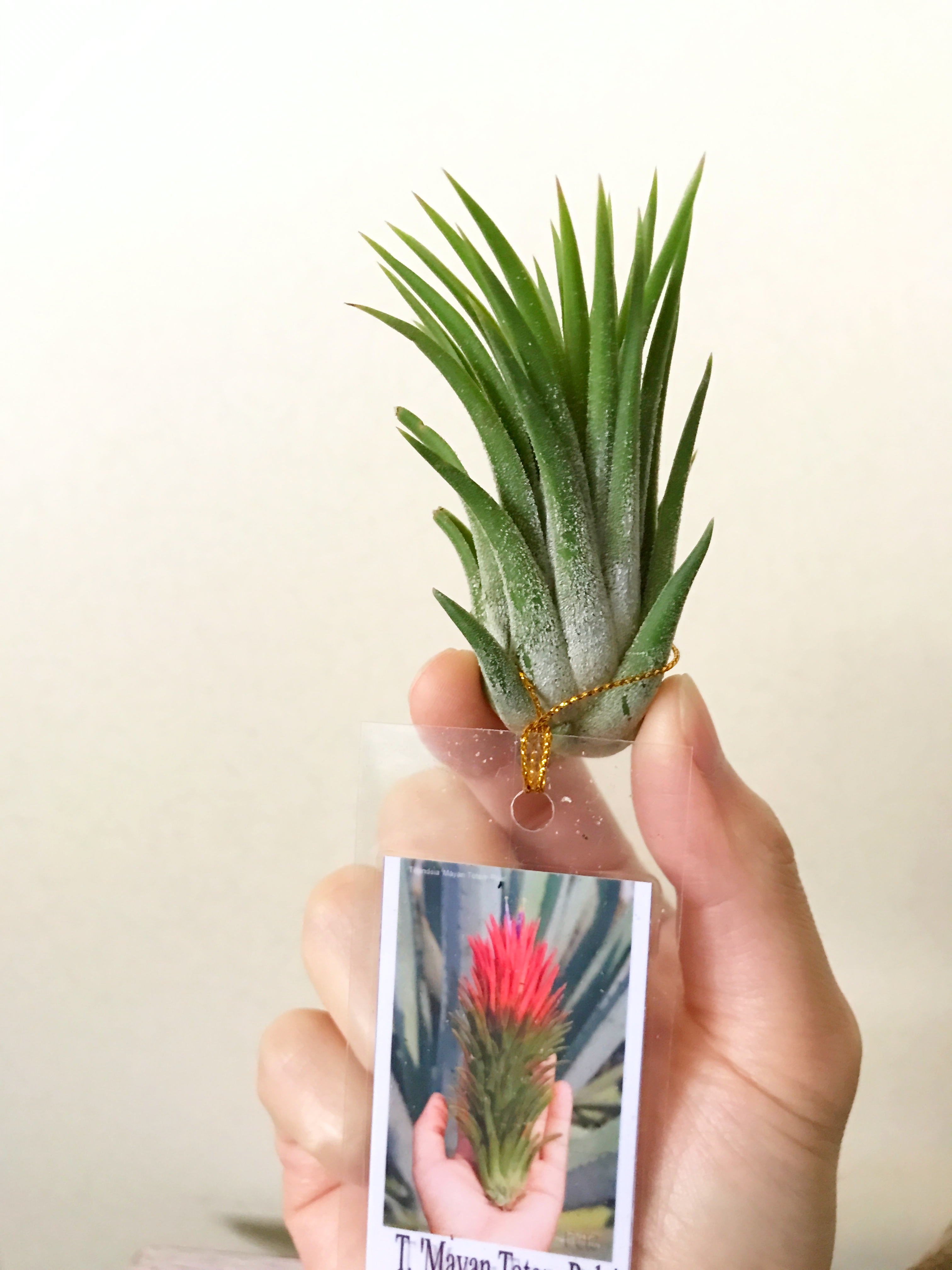 チランジア・マヤントーテムポール Tillandsia Mayan Totem Pole
