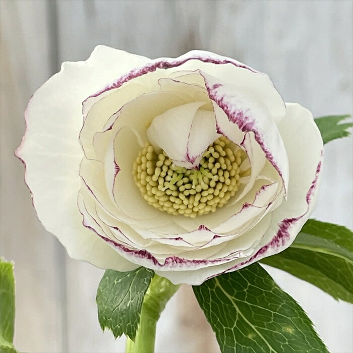 この後20時〜♪＊広瀬園芸さんのソレイユが販売されます♡ | ꧁癒しの庭꧂
