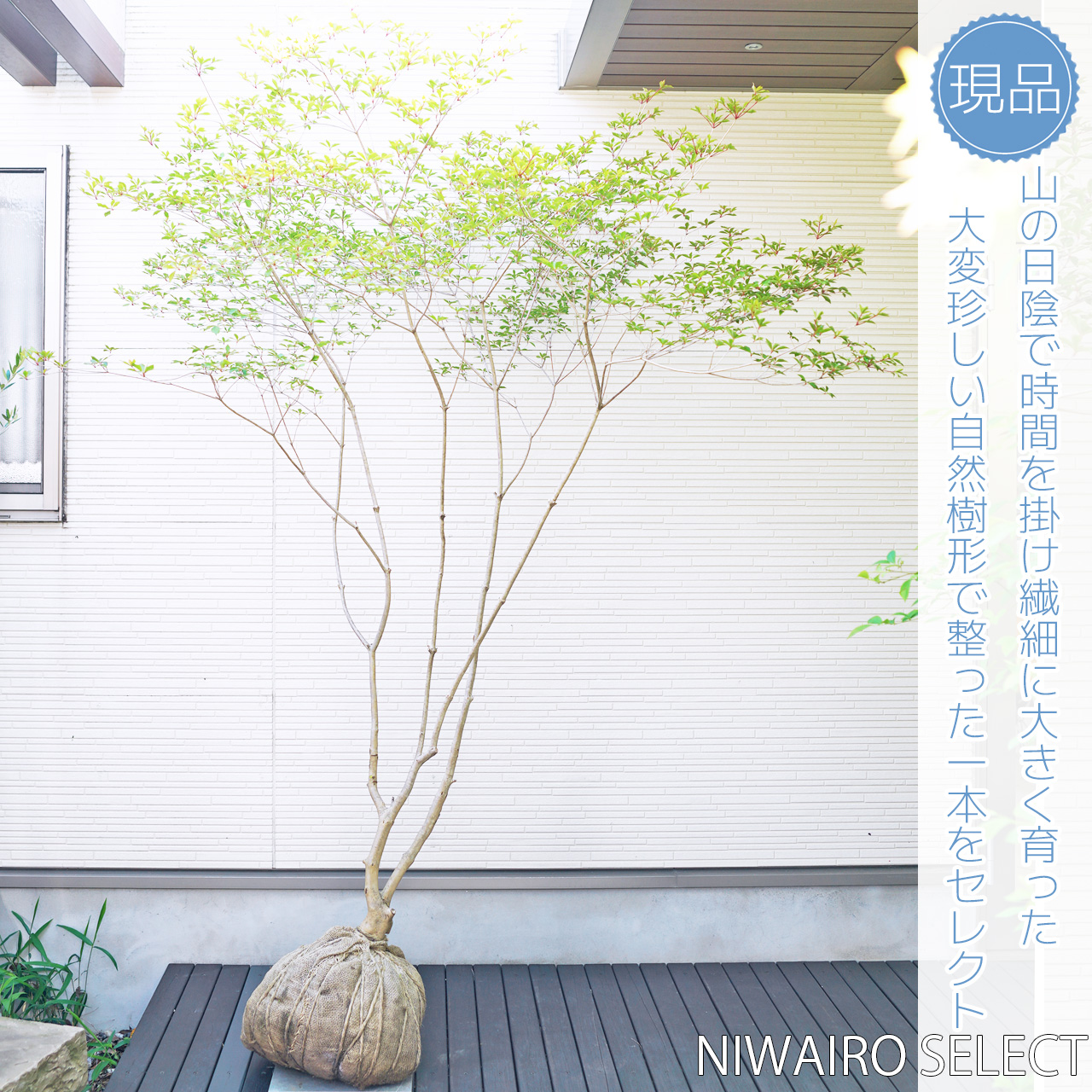 山採りドウダンツツジ　白花/816 楽天市場】【現品】山採り【大型ドウダンツツジ】灯台躑躅 本株立ち