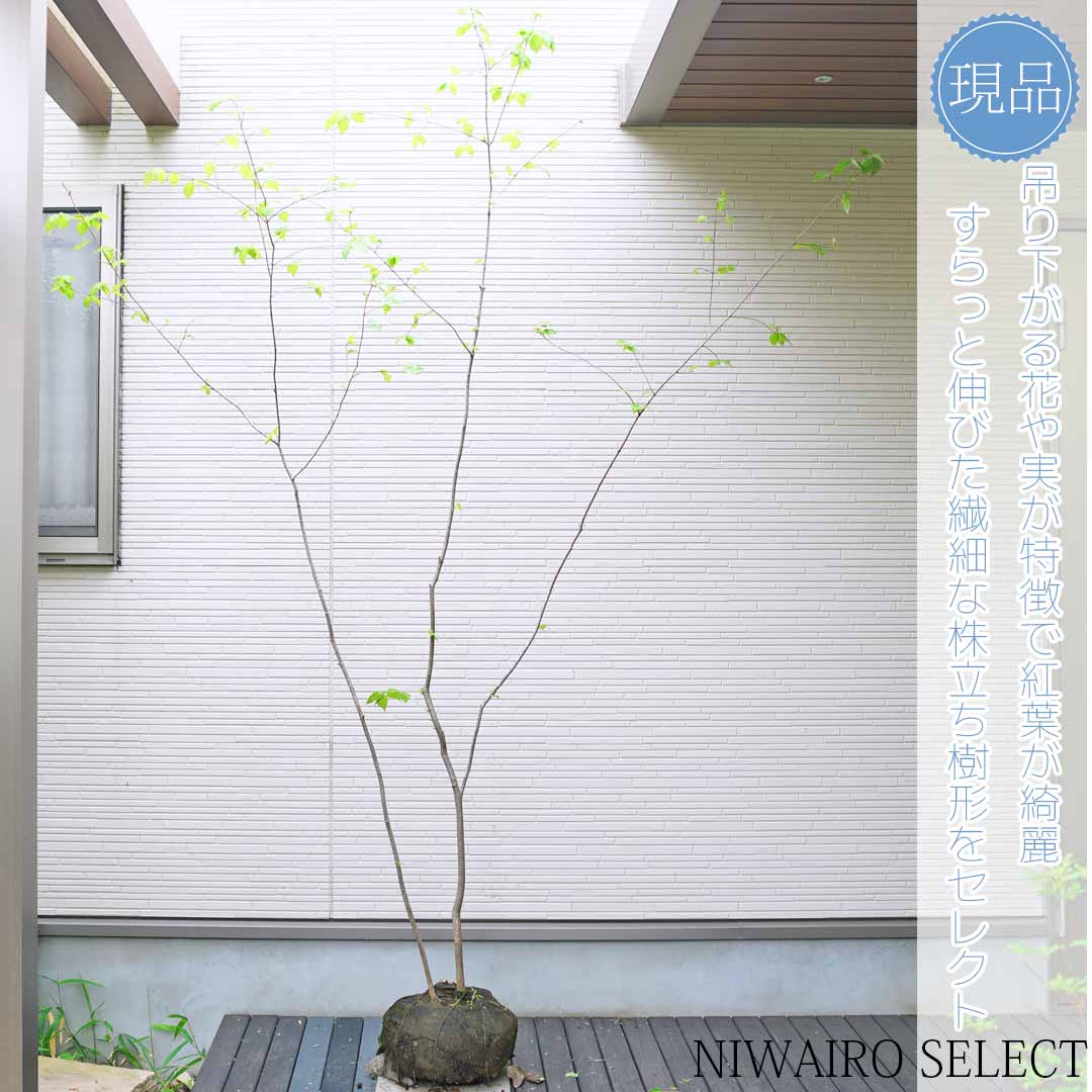 楽天市場】【現品】【ツリバナ】 ニシキギ科 株立ち 自然風樹形 樹高H