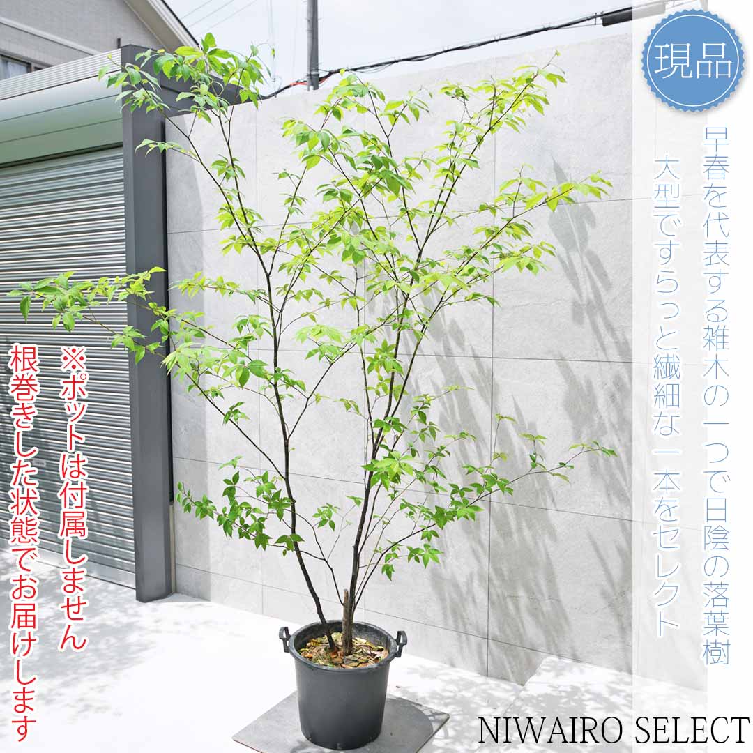 楽天市場】【現品】山採り【クロモジ】黒文字 株立ち 自然風樹形 樹高H