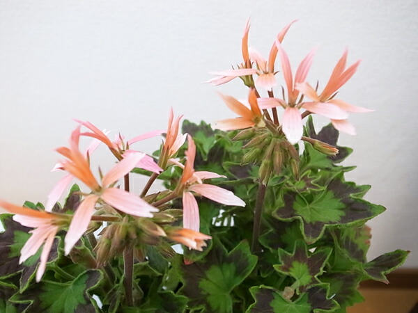 楽天市場】星咲きゼラニウム 苗 ゼラニューム 非耐寒性多年草 花芽付