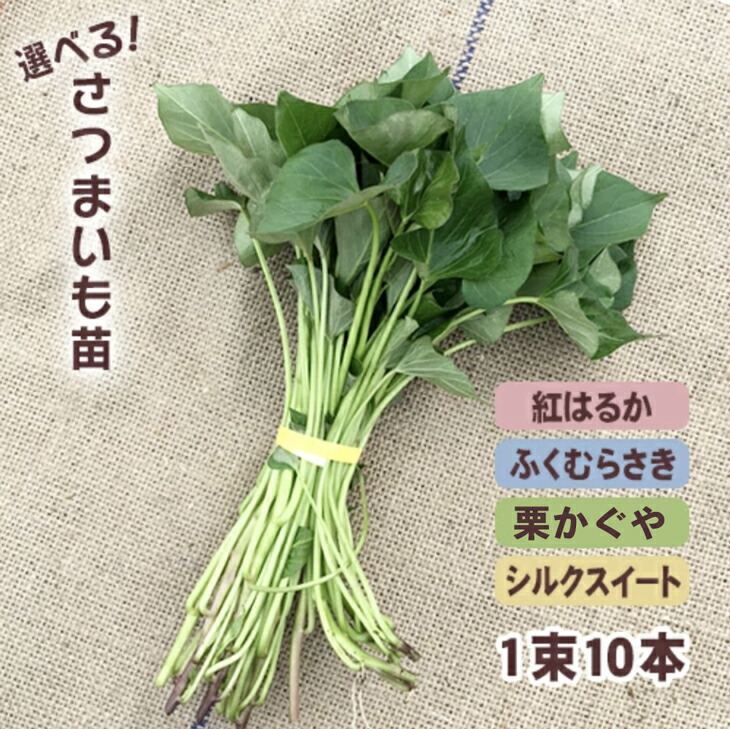 楽天市場】予約商品）令和8年産予約開始！【消毒済】選べる