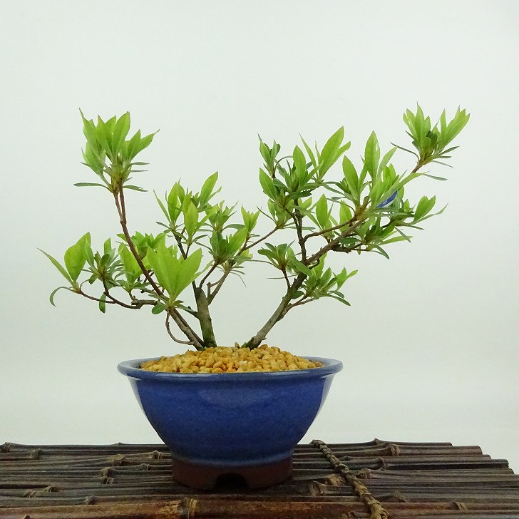 楽天市場】盆栽 皐月 聖代 樹高 約14cm さつき Rhododendron indicum