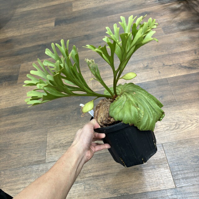 楽天市場】(現品) ビカクシダ リドレイ 細葉 6号鉢 (No.41133