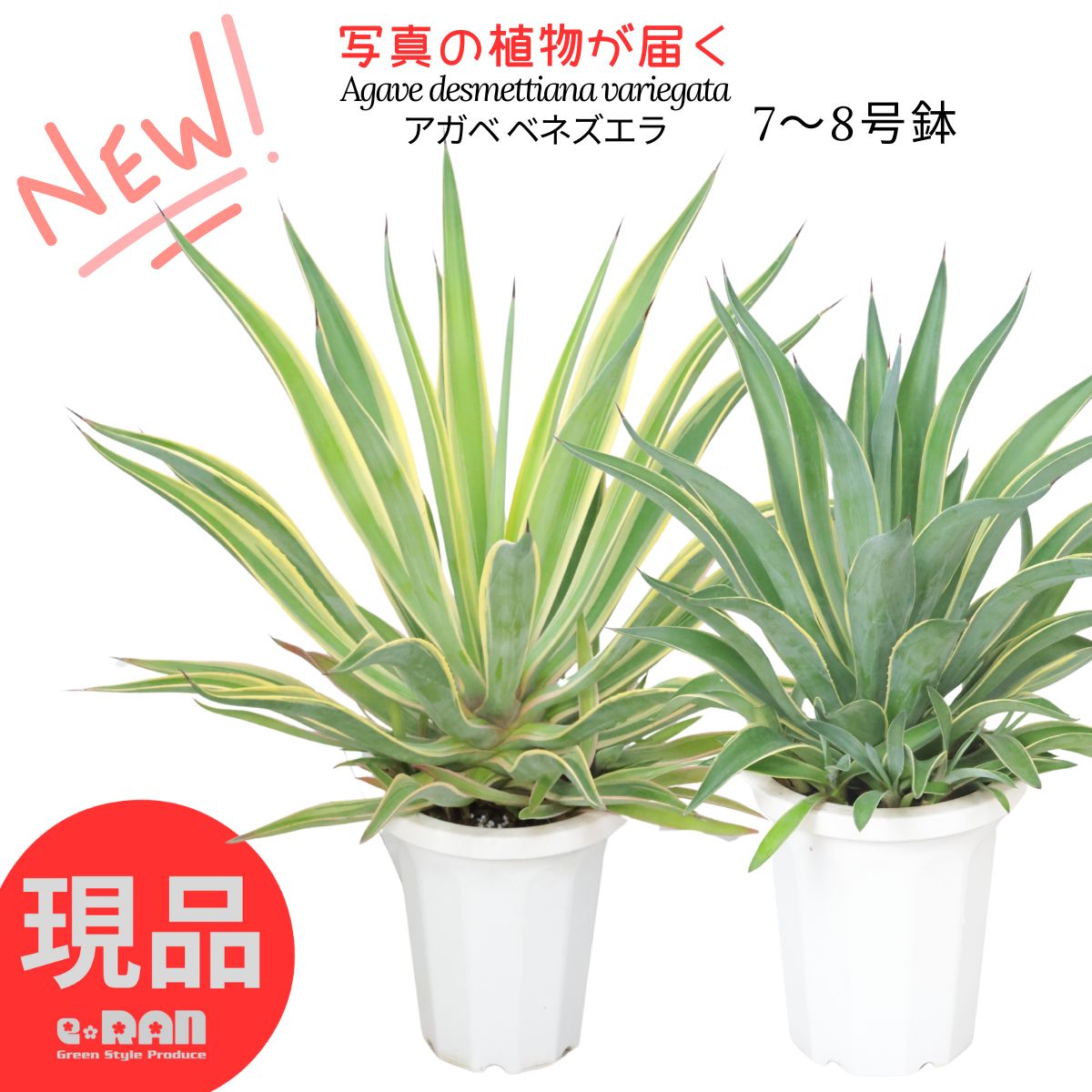 楽天市場】＼ポイント5倍／【選べる現品発送】大型 アガベ ベネズエラ