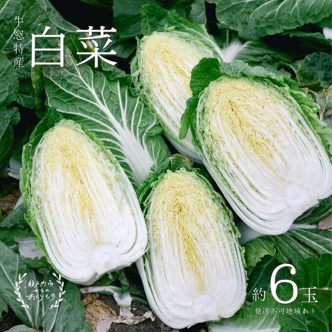 楽天市場】【ふるさと納税】瀬戸内 牛窓産 白菜 約15kg（5～6玉） 野菜