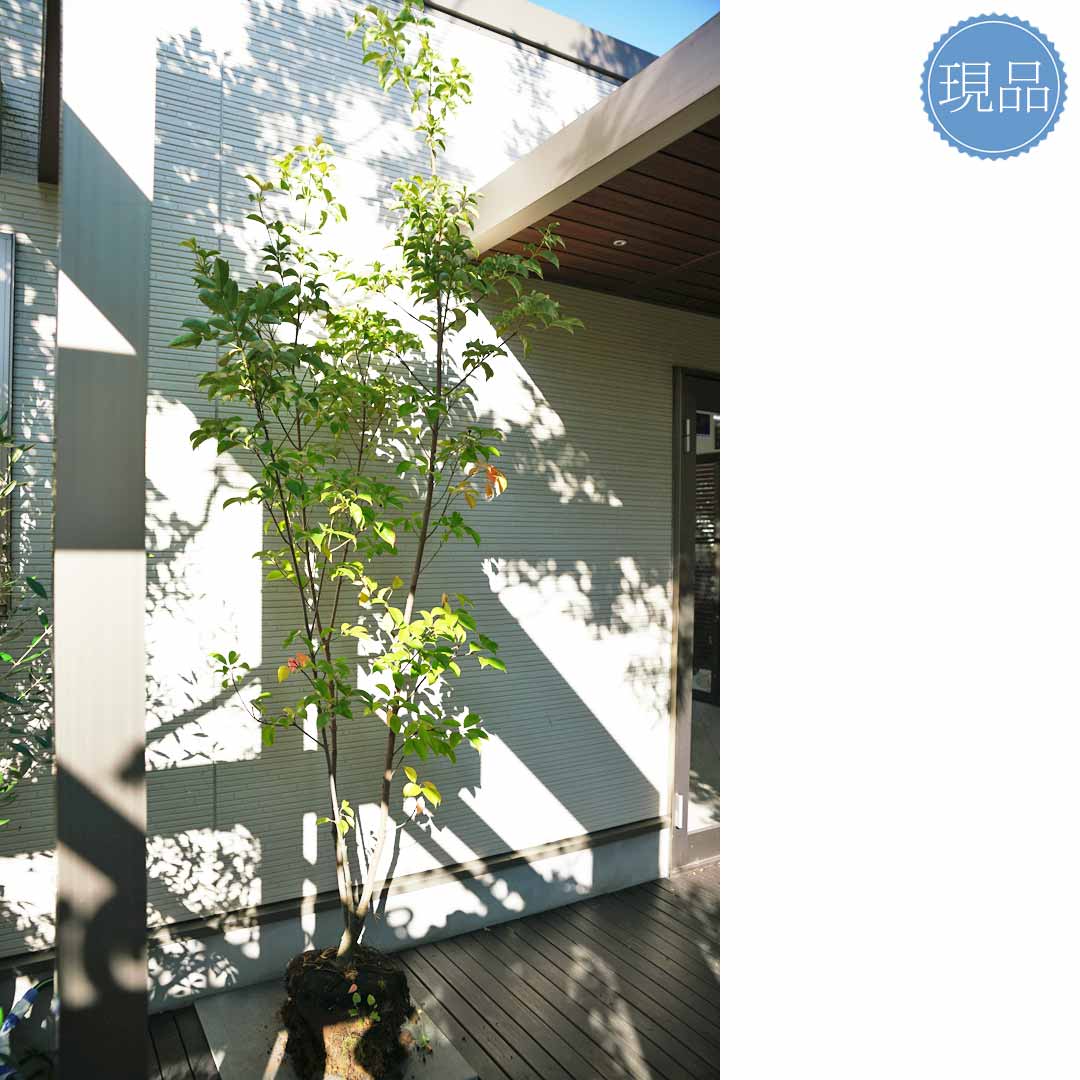 楽天市場】【常緑ヤマボウシ】山法師 ホンコンエンシス 月光 本株立ち