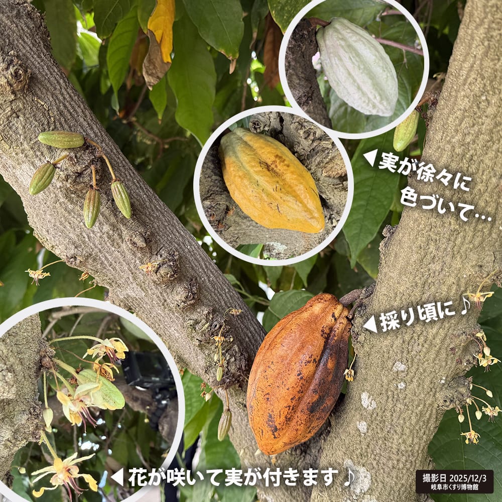 楽天市場】カカオ トリニタリオ種 【オバリータ・ロサ】 実生 3号