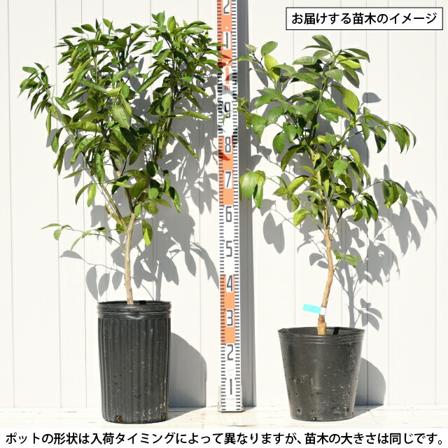楽天市場】種なしライム 【フレーバーグリーン】3年生 接ぎ木 約1.0m