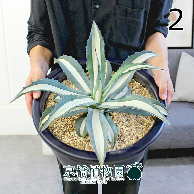 楽天市場】【25日はP5倍！】【現品】アガベ・アメリカーナ 華厳 特大株