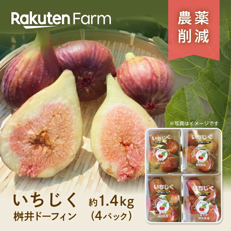 楽天市場】【受付終了】静岡県産いちじく”桝井ドーフィン” 約1.4kg(4