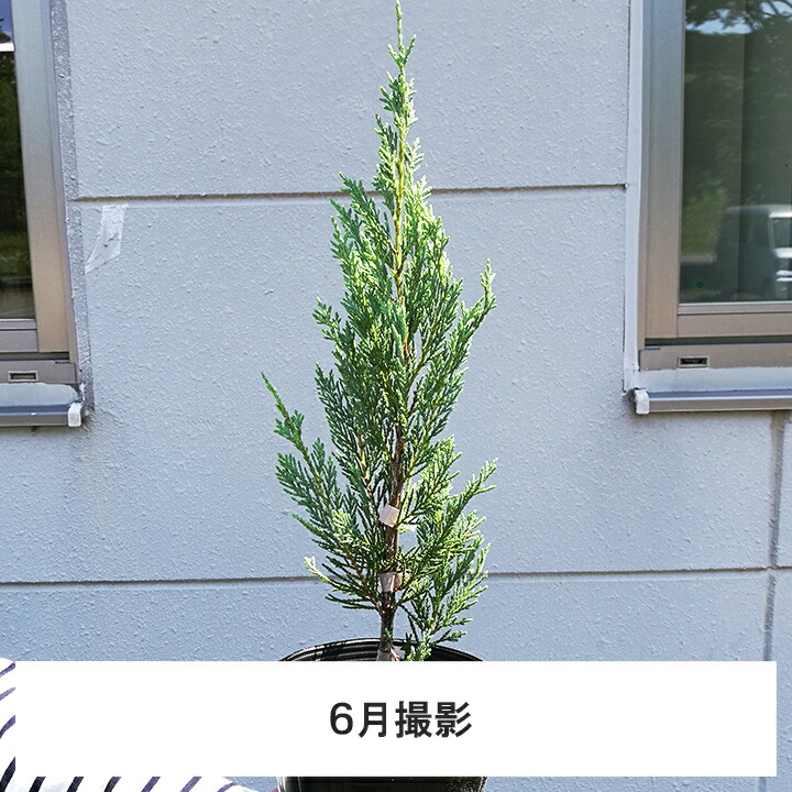 楽天市場】1本 / ムーングロー 15cmポット 樹高30cm〜 コニファー