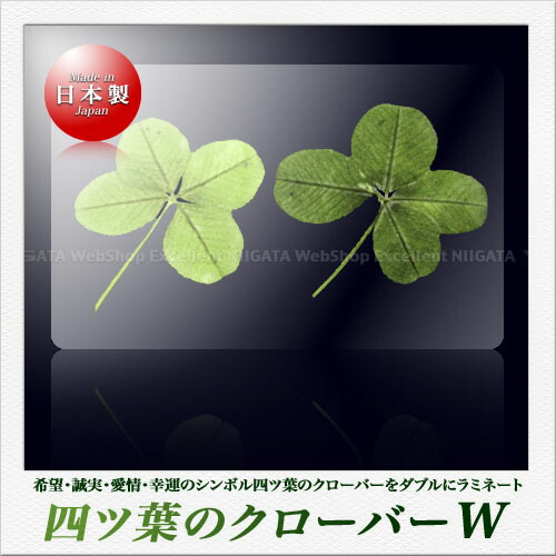clover-4-2.jpg