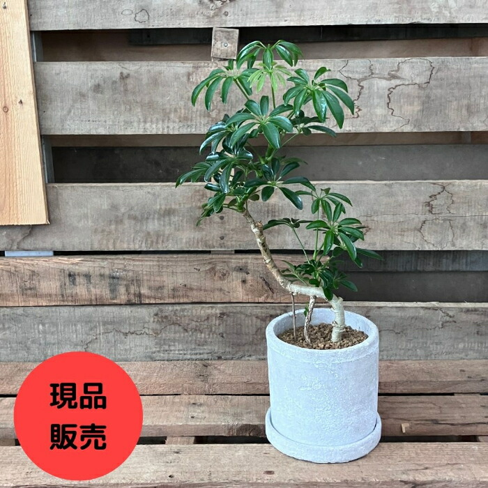 楽天市場】【23日まで最大7%引クーポン配布中】観葉植物 【現品