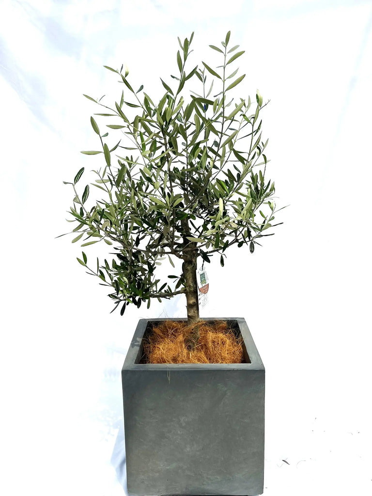 バルネア Mサイズ 約110cm NO.10223 オリーブの木 - 株式会社鶴亀園