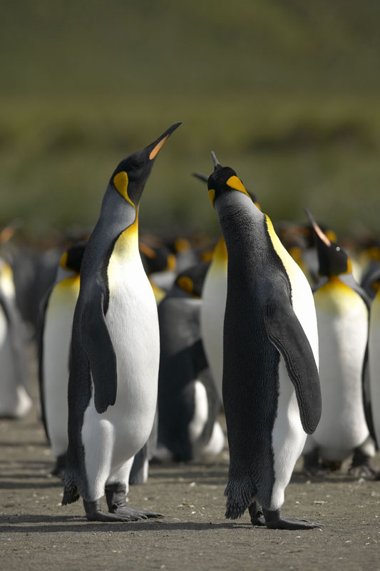 G159 - Two Standing Penguins - Onne van der Wal