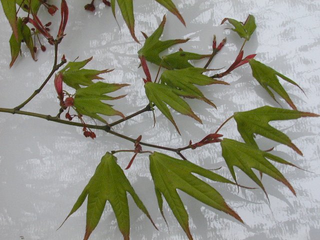 オオモミジ|世界の木材・樹木|8-樹木|木の情報発信基地