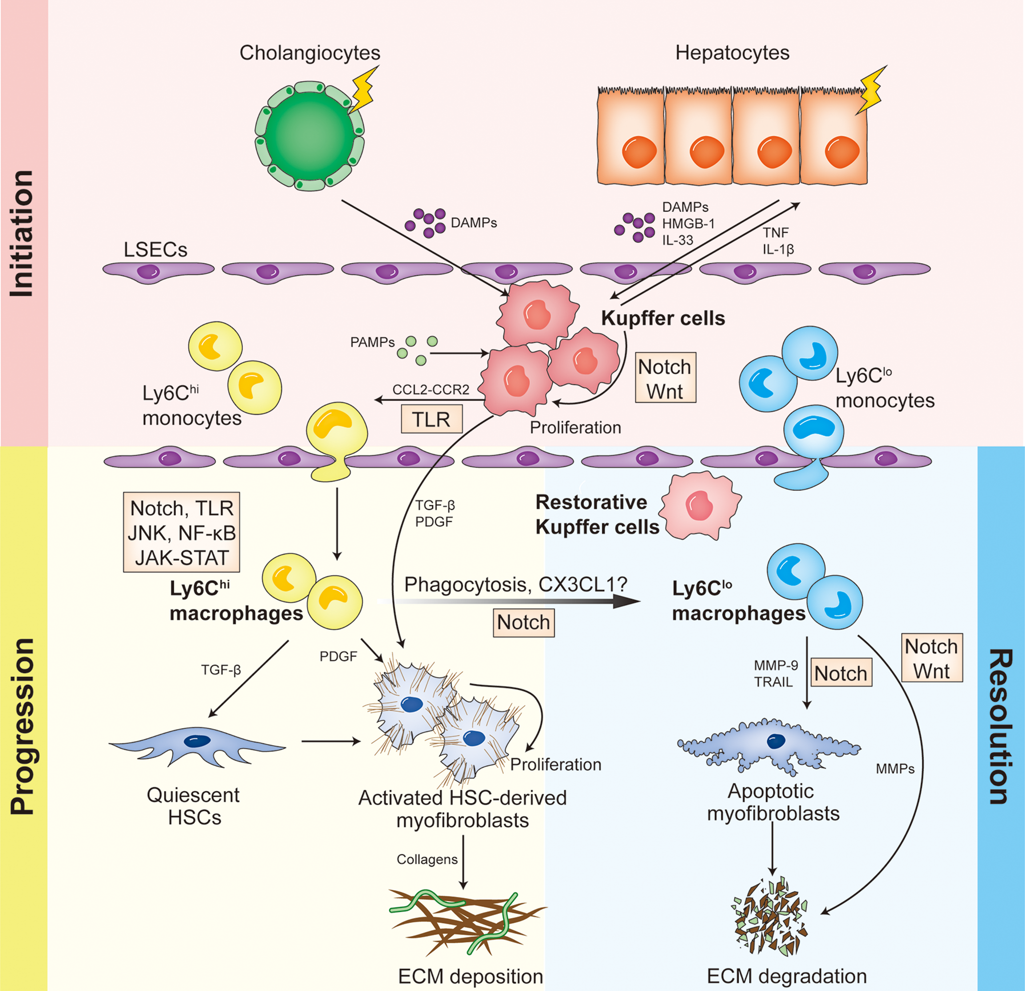 Frontiers | The versatility of macrophage heterogeneity in liver
