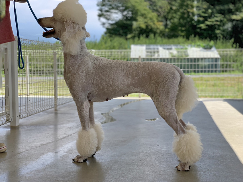 スタンダードプードル ダックスフンド 子犬 ブリーダー「フジアース