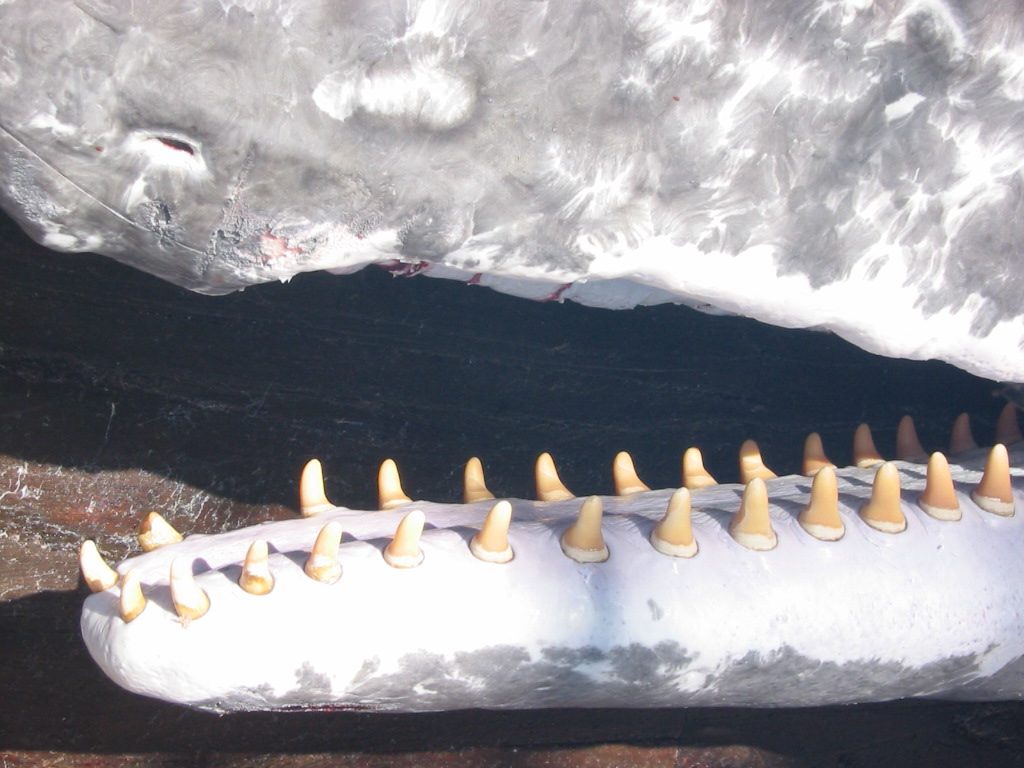 Vol.2 クジラの歯を原料とする工芸品編【指定鯨類科学調査法人/一般