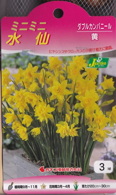 山野草の石田精華園 / ミニミニ水仙 ダブルカンパニール 黄 3球 【球根