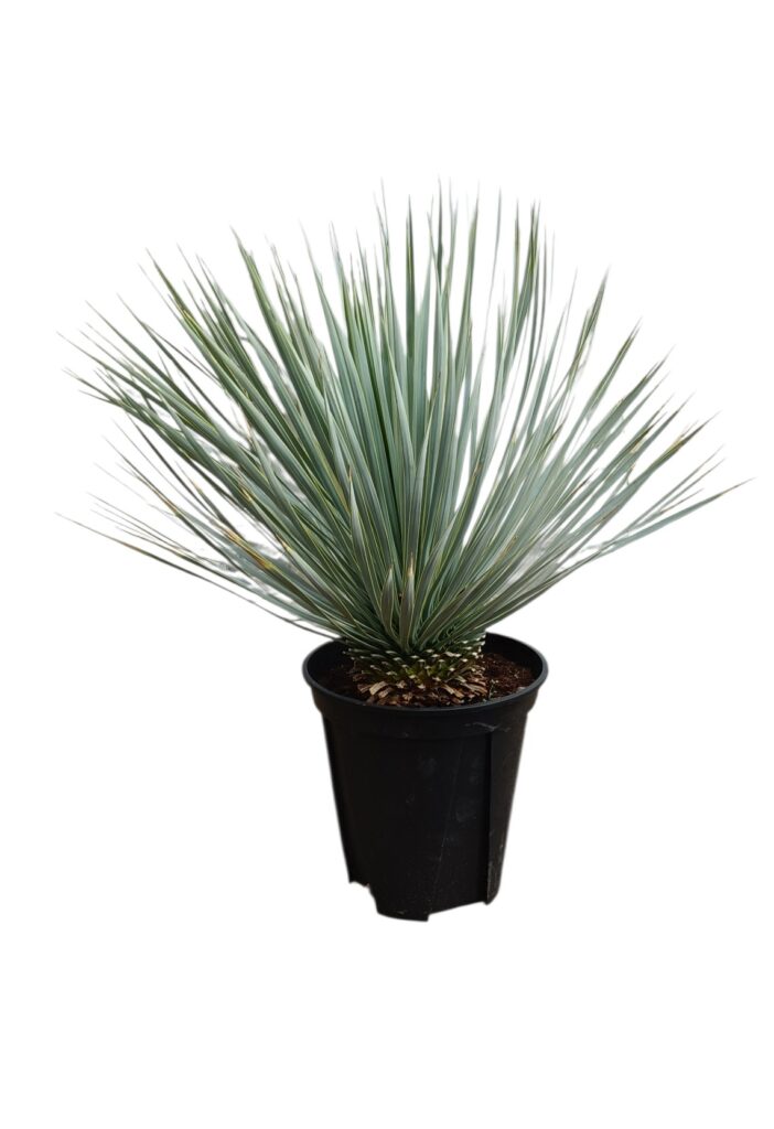 ユッカ ロストラータ 8号サイズ | HITOTOKI by MAKIMO PLANT