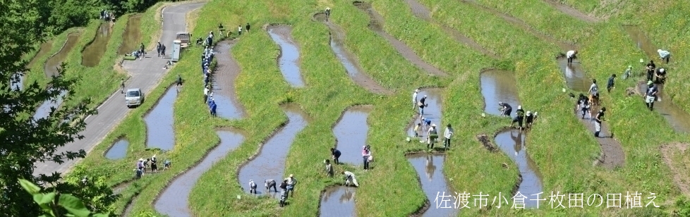にいがた棚田カード」ができました 上越市と佐渡市の棚田カードを追加