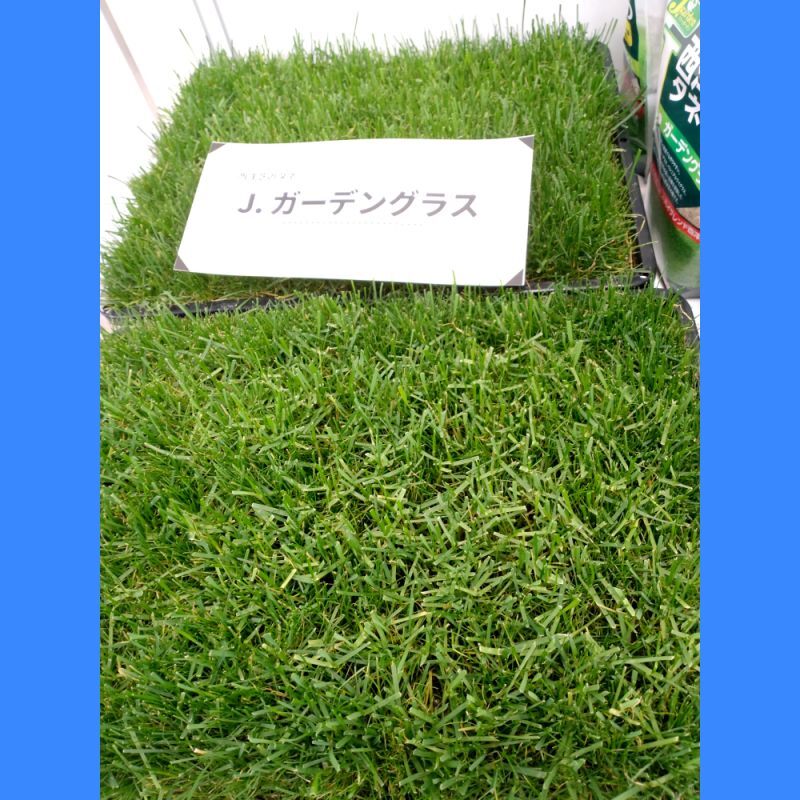新配合]西洋芝のタネ｜ J.ガーデングラス（芝生の種）【1.5リットル