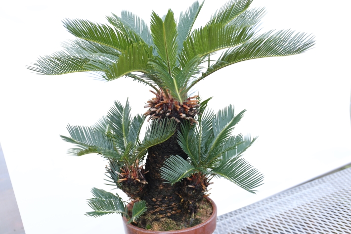 奄美蘇鉄 A2671☆盆栽form 多肉植物 ギフトにオススメ☆「送料無料