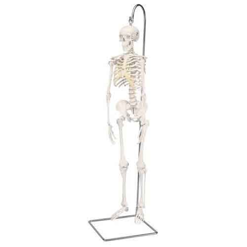 3B Scientific Mini Skeleton Model | A18, A18/1