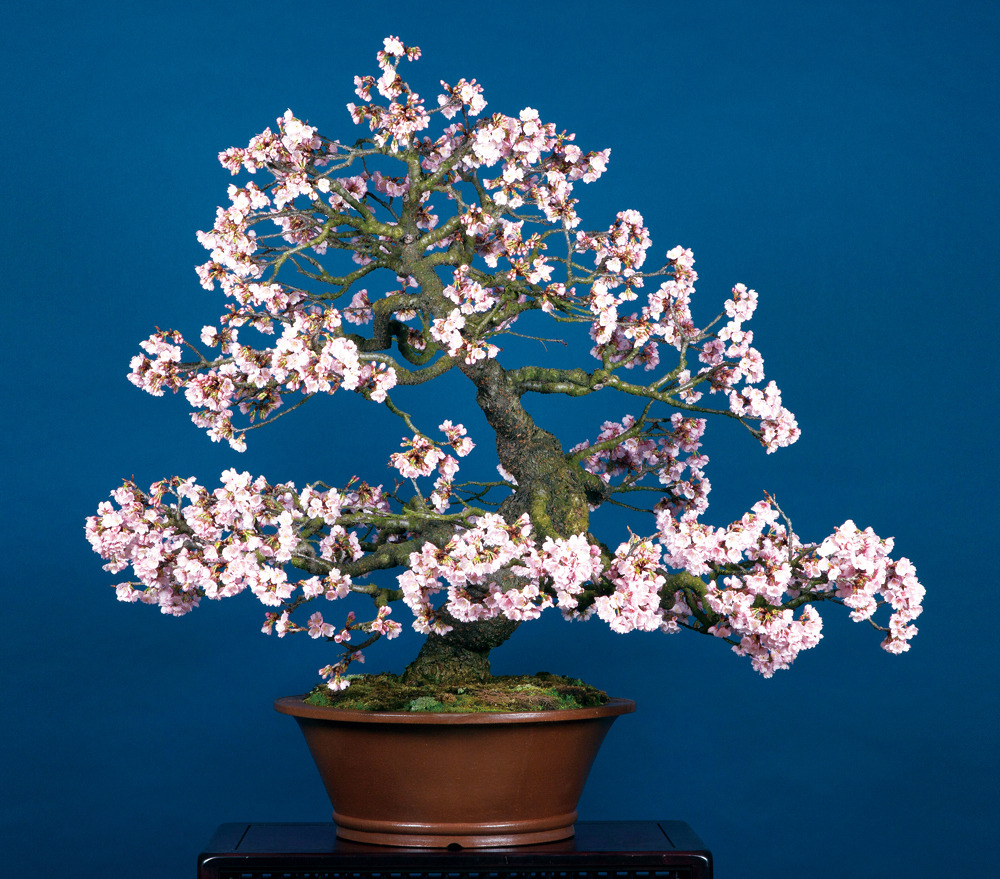 寒桜│盆栽、盆栽書籍、盆栽鉢の通販│近代出版