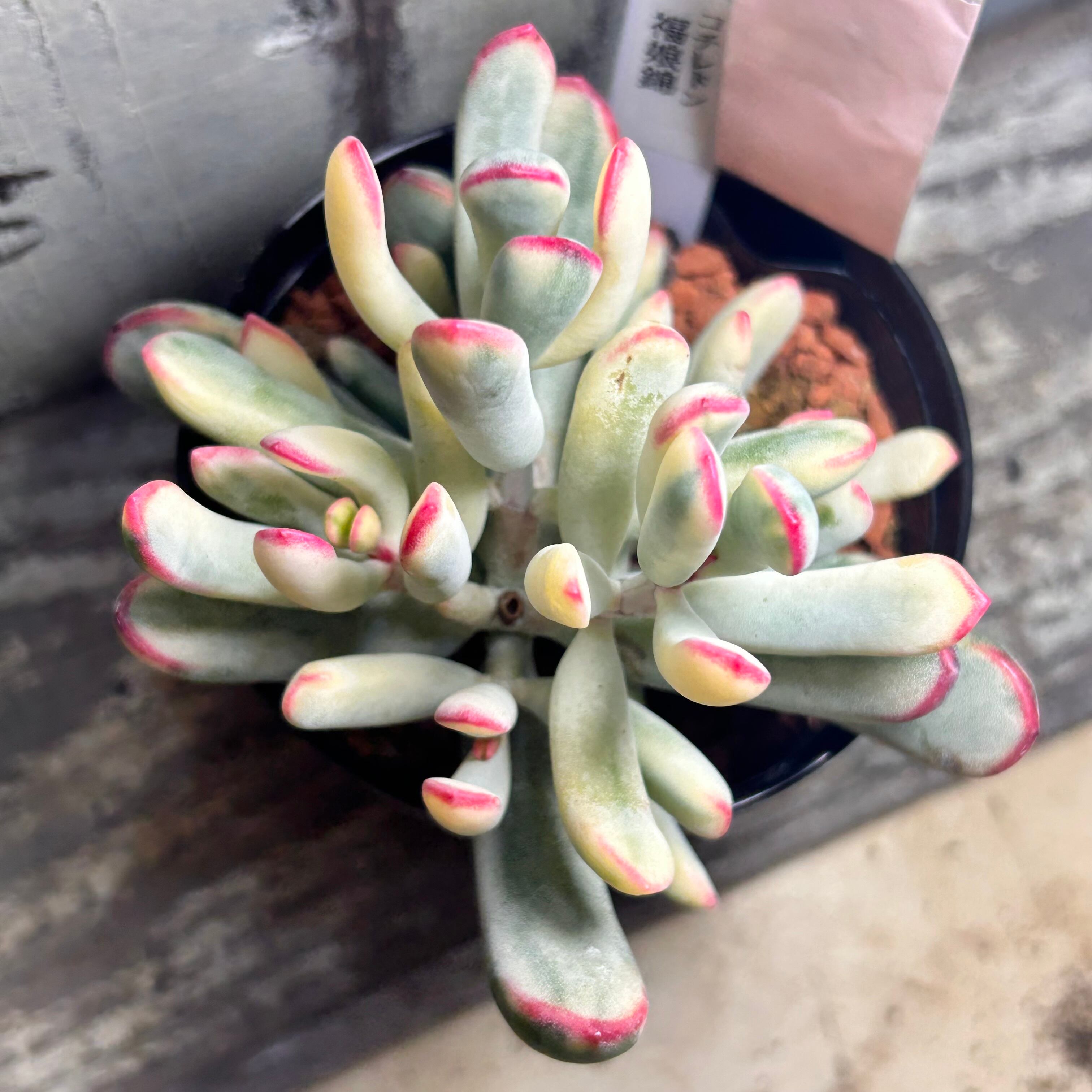 錦 | RuPo 多肉植物専門店