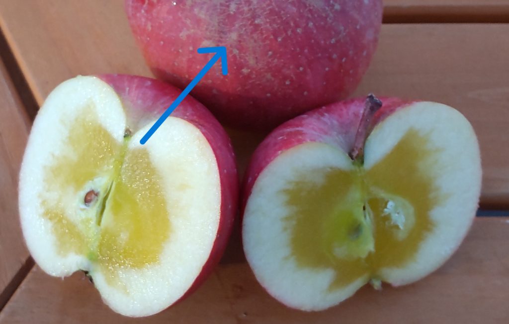 農家が教えるりんごの蜜の正体！蜜自体は甘くない？ - ブラベリー