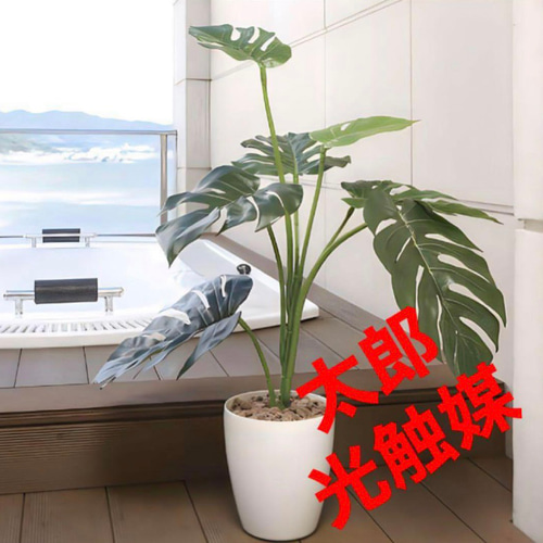 光触媒 人工観葉植物 ウォールグリーン フェイクグリーン モンステラ75
