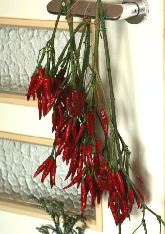 タカノツメ（ドライ） | 新・花の情報局のblog