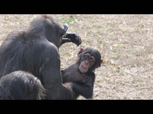 Please give Grandpa a grooming too,