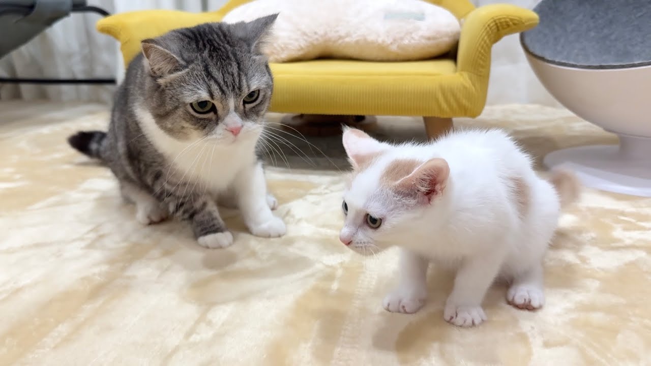 When the mischievous kitten finally met the boss cat for the first