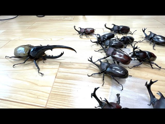 Hercules Beetle vs. the Beetle Army - YouTube