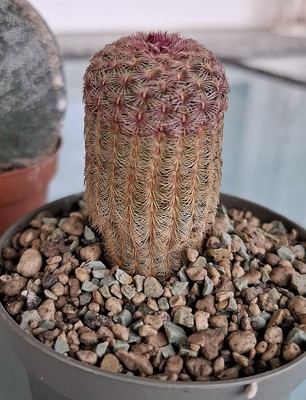 Copiapoa dura Hybrid | Botanical Archive | Unique Succulent Variety