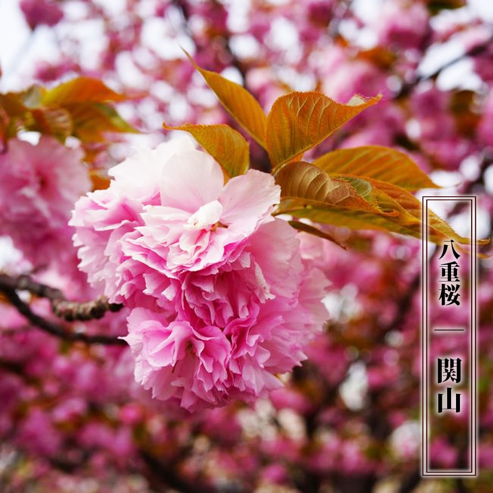 楽天市場】八重桜 【関山】 1年生接木苗 : 苗木部 by 花ひろばオンライン