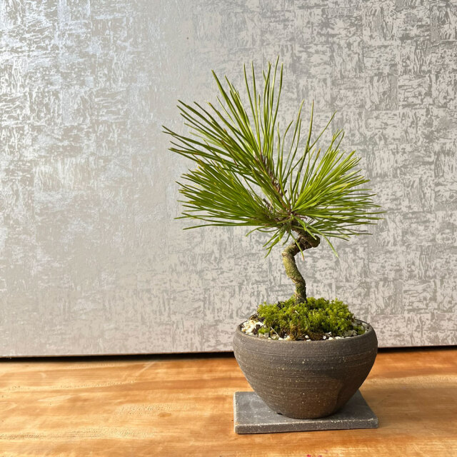 盆栽 黒松の盆栽（焼締鉢）飾り皿付 くろまつ クロマツ 男松 贈り物