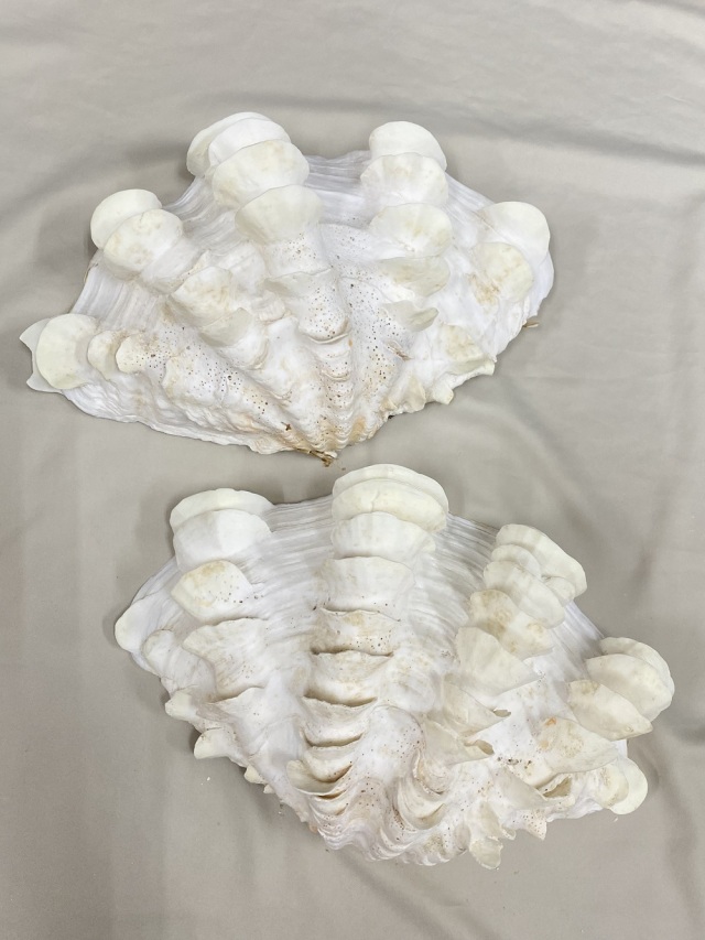 シャコガイ両面 現品 No.18（ヒレシャコガイ）【約31cm 3.2kg