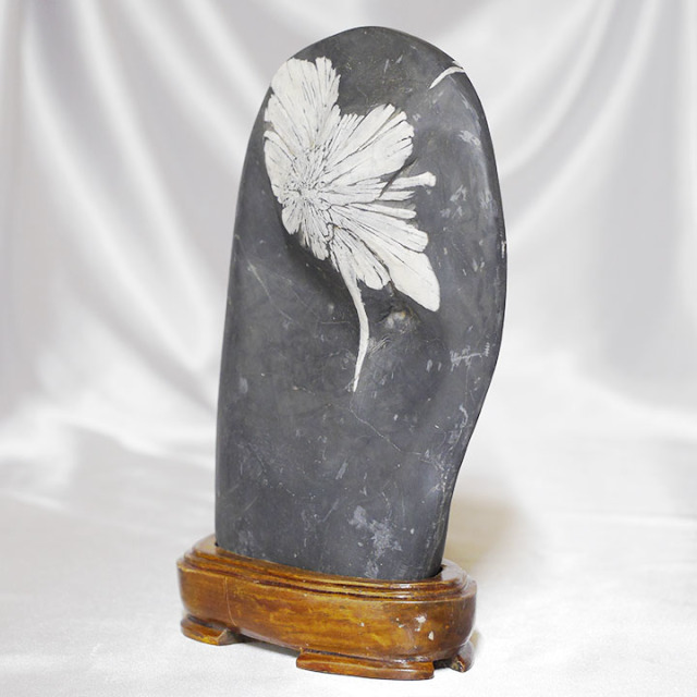 菊花石 No.260 【鑑賞用鉱石】 高さ:約22cm 幅:約14cm 重さ:約2.5kg