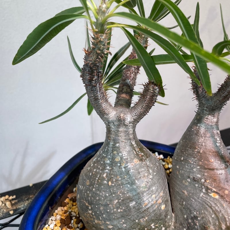 パキポディウム グラキリス 多頭株 | R_Plants.ONLINE