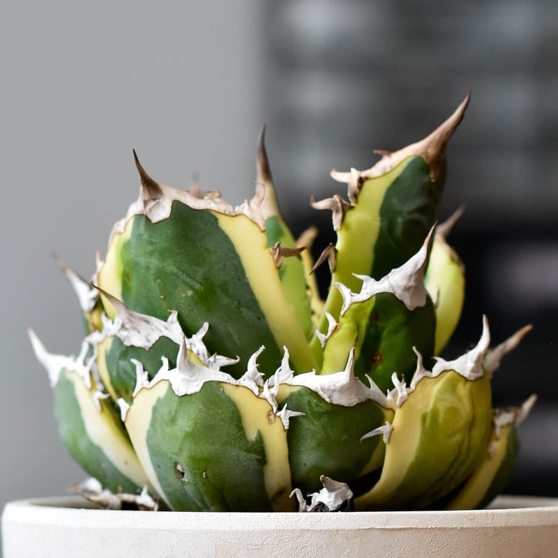 アガベ チタノタ スナグルトゥース【存在感抜群の大人気株！なかなか