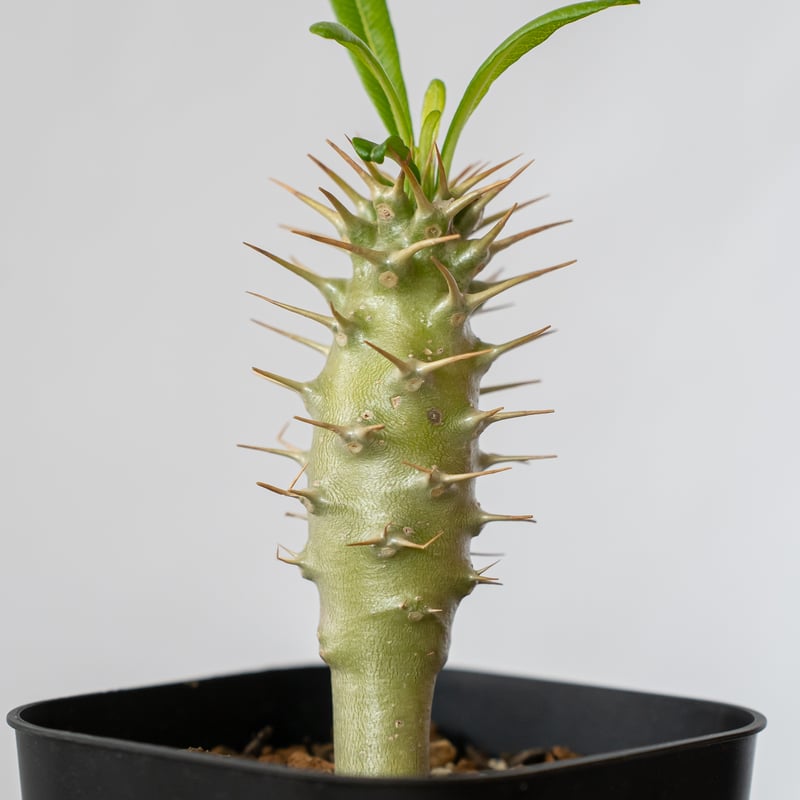 パキポディウム アンボンゲンセ 実生 Pachypodium ambongense. 塊根植物