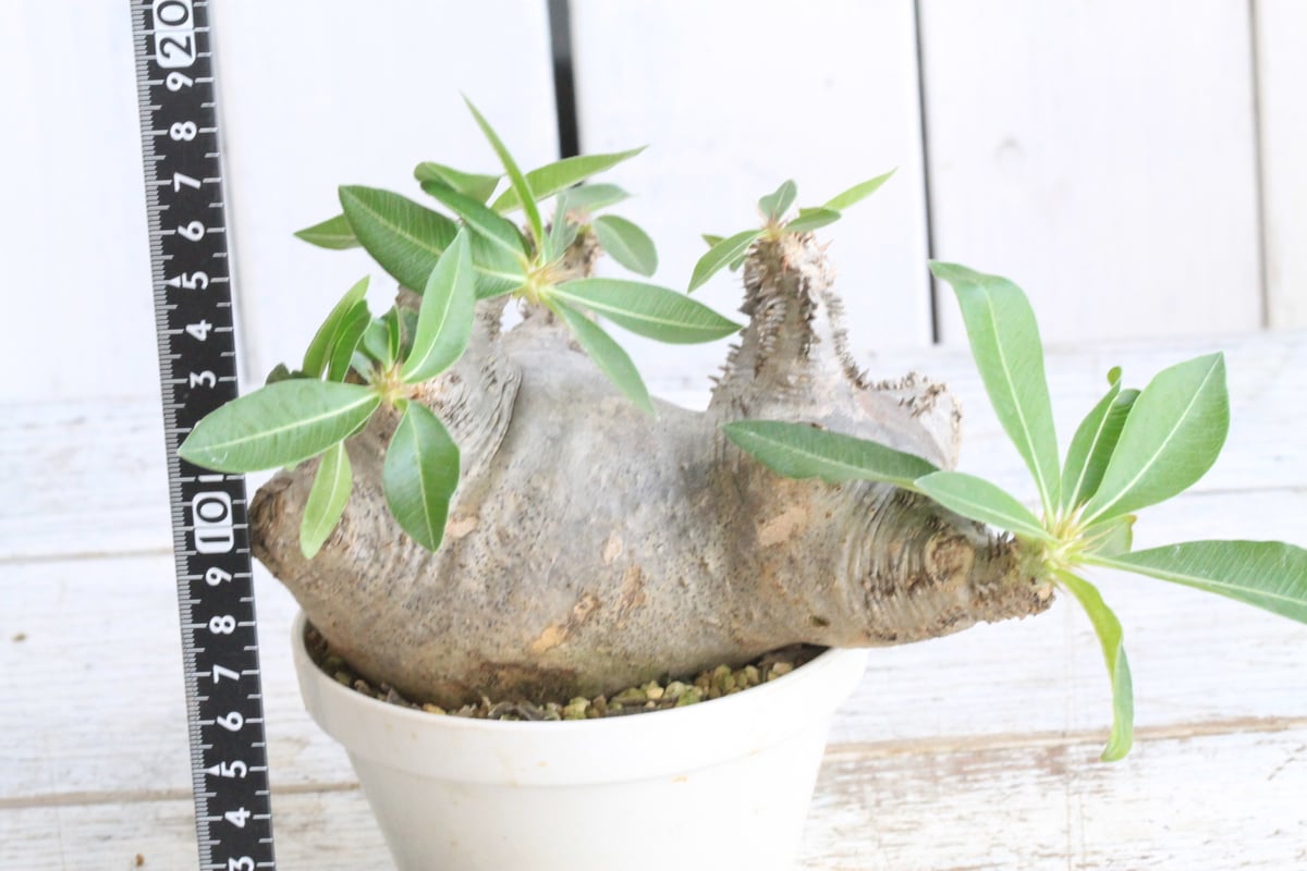 パキポディウム マカイエンセ 現地球 | botanical.shop