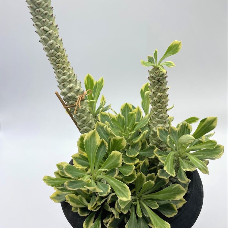 リチェイ錦 | 奇木怪塊